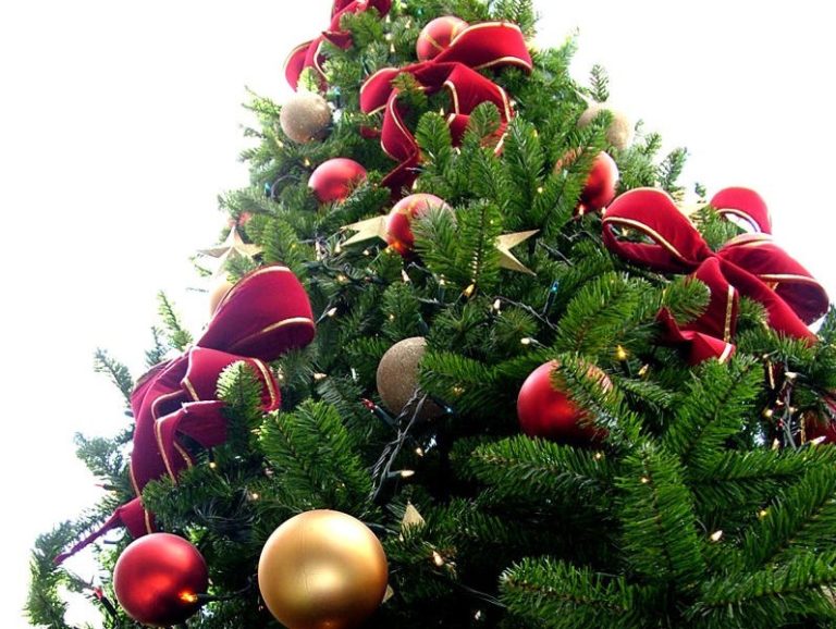 Jaką wybrać choinkę. Żywa czy sztuczna?
